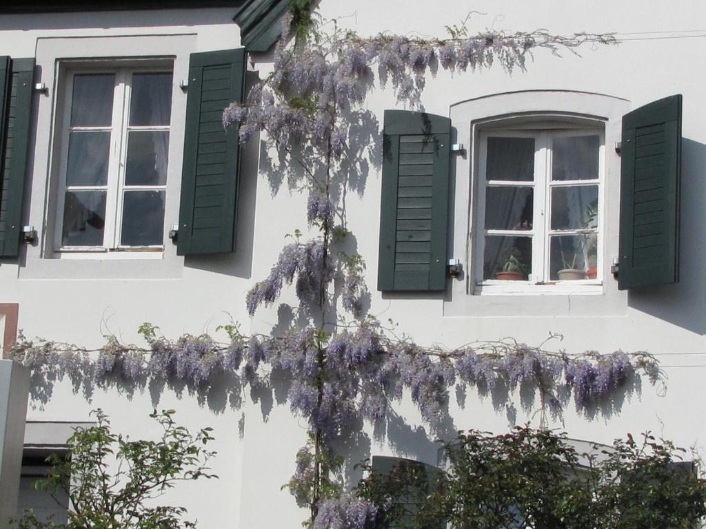 Rhein River Guesthouse - Direkt Am Rhein Leverkusen Extérieur photo